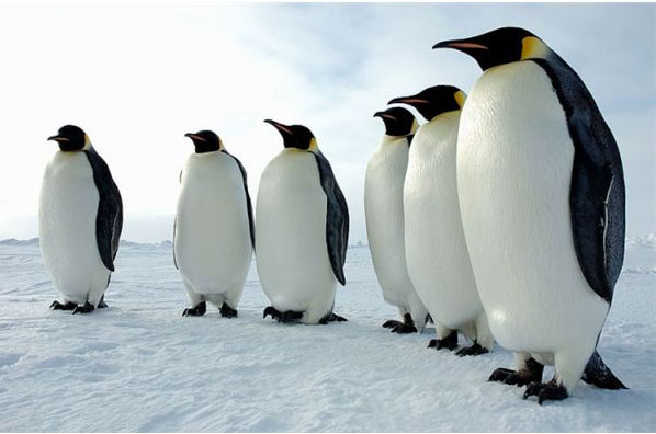 6-penguins