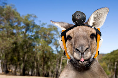 Google street view kangourous
