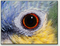 Birds Eye : Bing Maps rajoute 270 To d’images en perspective