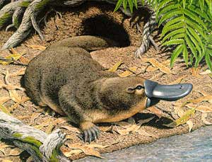 Update Platypus : Google devrait rajouter d’autres critères à son « mobile update »