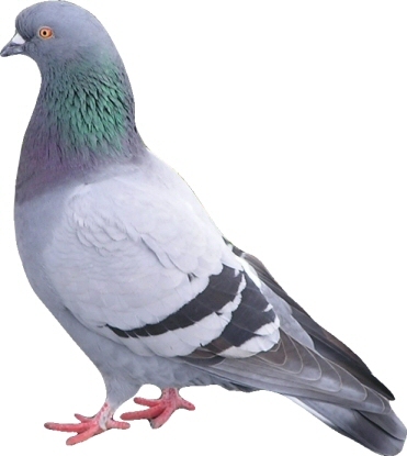 pigeon