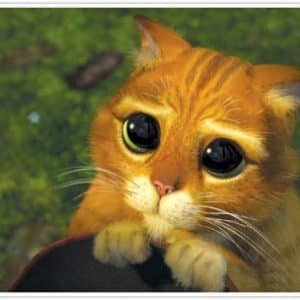 Google propose un site dédié aux chiens et aux chats