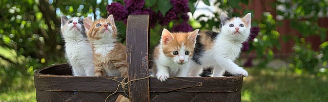 Google propose un site dédié aux chiens et aux chats