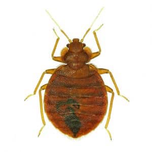 Google et ses bugs d’indexation à répétition…