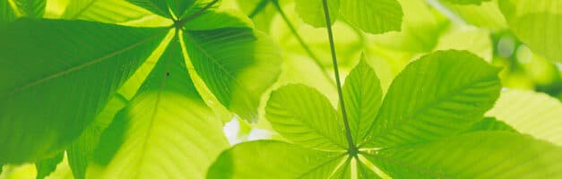 SEO et Développement durable