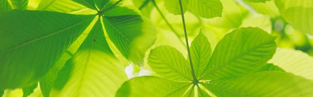 SEO et Développement durable