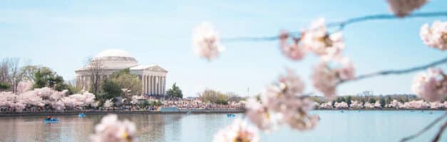 Easter egg : National Cherry Blossom Festival (Festival des cerisiers en fleurs de Washington)