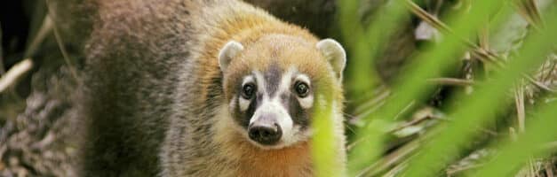 Google Panda est mort, vive Google Coati !