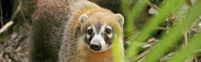 Google Panda est mort, vive Google Coati !