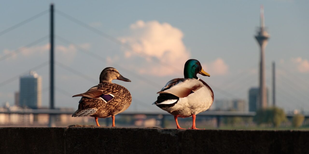 DuckDuckGo entre à son tour dans la course à l’IA générative