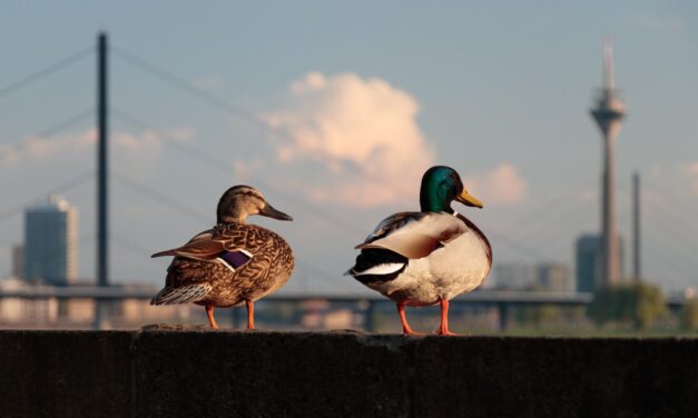 DuckDuckGo entre à son tour dans la course à l’IA générative