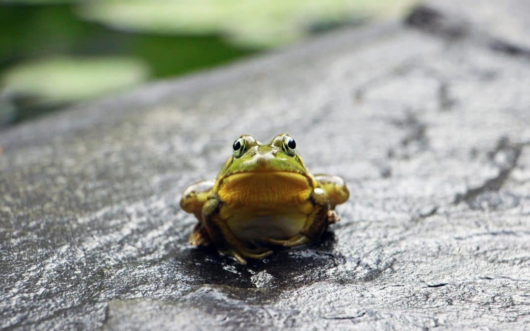 Créer un plan de redirections avec Screaming Frog et les embeddings vectoriels