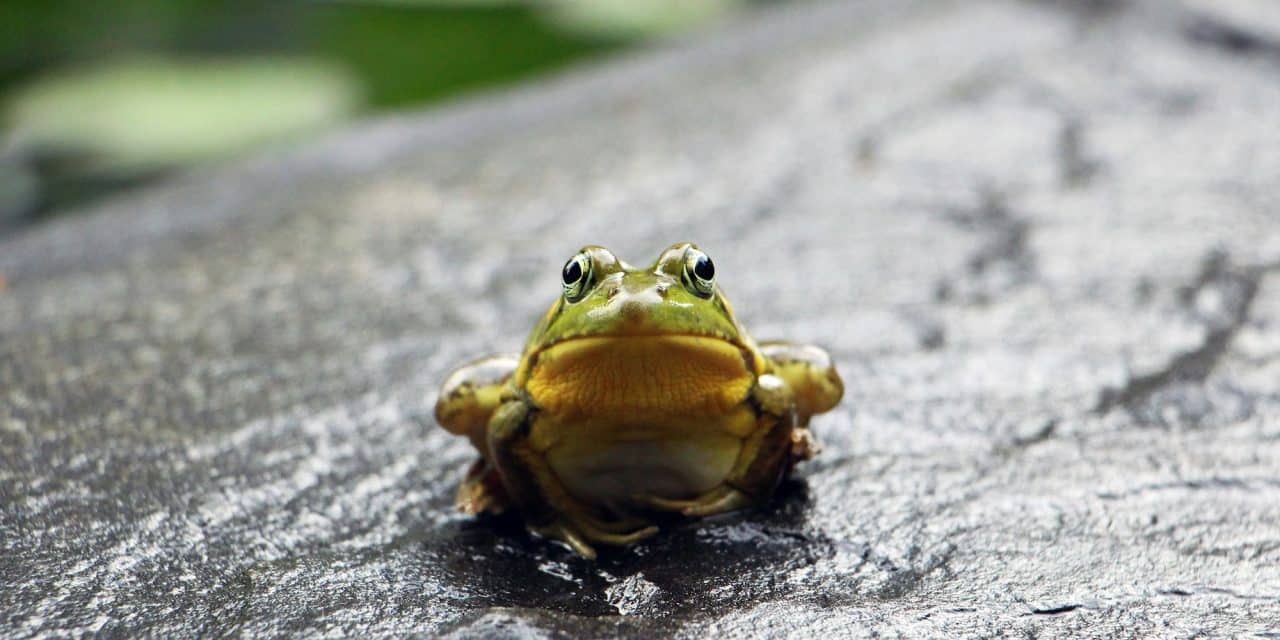 Créer un plan de redirections avec Screaming Frog et les embeddings vectoriels