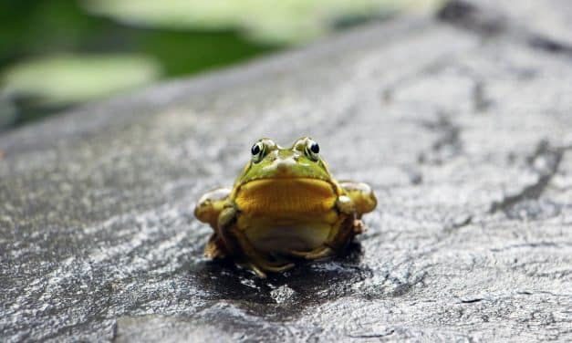 Créer un plan de redirections avec Screaming Frog et les embeddings vectoriels