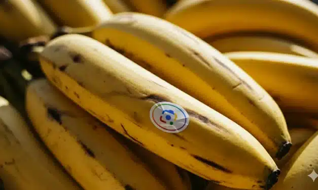 L’IA Nano Banana débarque dans Google Search, Lens, NotebookLM et bientôt Photos